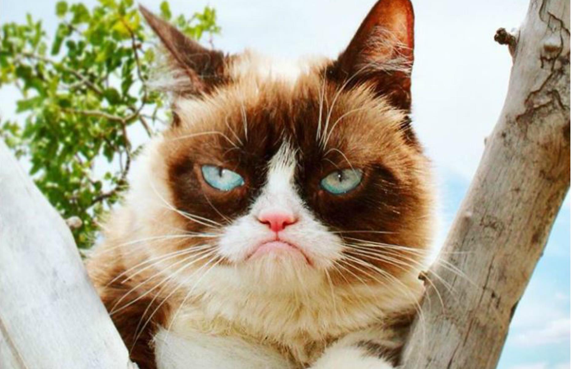 Grumpy Cat: $11.8 million (£9.1m) a year